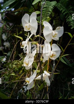 Wunderschöne blühende weiße Orchideenblüten im botanischen Park von Kuala Lumpur. Stockfoto
