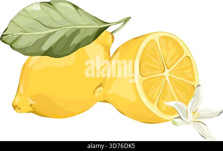 Zitrone, ganze Früchte, halb geschnitten, Blatt und Blüte. Vektor Hand gezeichnete Skizze Illustration für Lebensmitteletiketten, Diät Themen, Vitaminkonzepte, Rezepte, frisch Stock Vektor