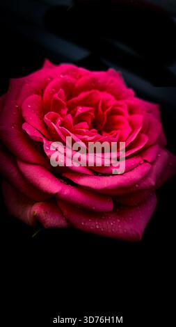 Dramatische Makroaufnahme einer hellen rosa Rose mit Wassertropfen auf einem massiven schwarzen Hintergrund Stockfoto
