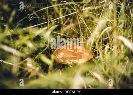 Der Pilz wächst in einem dunklen Wald, zwischen dichtem Gras Stockfoto