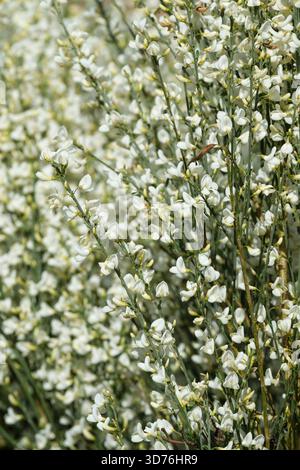 Cytisus x praecox Albus, Ginster Albus, Ginster Alba, reichlich kleine, weiße erbsenartige Blüten im Frühjahr Stockfoto