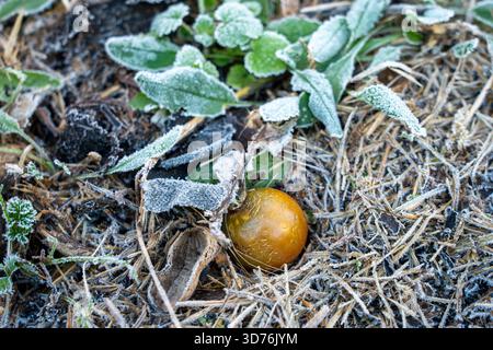 Nahaufnahme einer einzelnen gefallenen Orangentomate auf trockenem Strohmulch und Schmutz bedeckt mit weißem Frost und kleinen grünen Pflanzen nach einem o Stockfoto