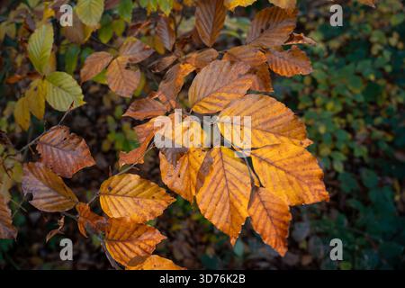 Nahaufnahme von goldbraunen Buchenblättern auf einem Ast, der von sanftem Licht gegen einen dunkelgrünen und braun verschwommenen Waldhintergrund beleuchtet wird Stockfoto