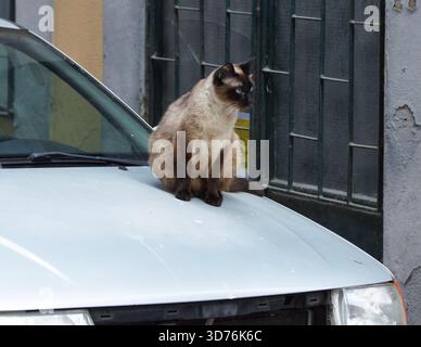 Eine Siamkatze sitzt auf der Motorhaube eines silbernen Fahrzeugs und zeigt ihre anmutige Haltung und ihren neugierigen Blick in einer Stadt Stockfoto