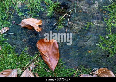 Aus nächster Nähe sehen Sie eine dunkle Baumstumpffläche, die mit grünem Moos bedeckt ist, und verstreute, trockene, braune Buchenblätter in einem Herbstwald Stockfoto