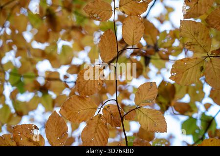 Vertikale Aufnahme mit goldbraunen Buchenblättern auf Zweigen, die den Rahmen mit einem hellen, verschwommenen Bokeh-Hintergrund aus Licht, das durch die Foli scheint, füllen Stockfoto