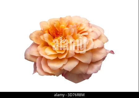 Blumenstrauß von Rosen Isolate. Rosa und weiße Rosenblüten mit Blättern in Blumenanordnung isoliert auf weißem Hintergrund. Flache Lagen. Draufsicht. Stockfoto