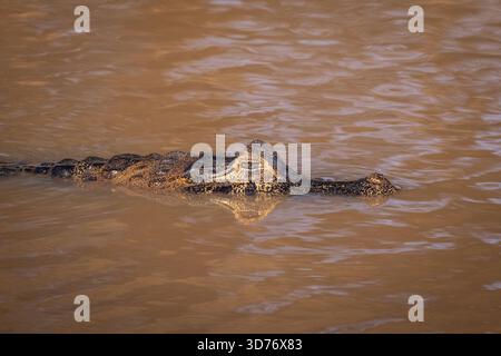 Wunderschöne Aussicht auf Kaiman im Pantanal von Miranda Stockfoto