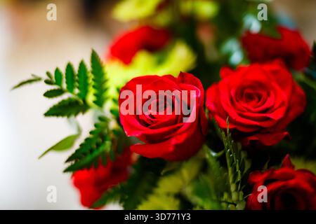 Tiefrote Rosen im Soft Focus Stockfoto