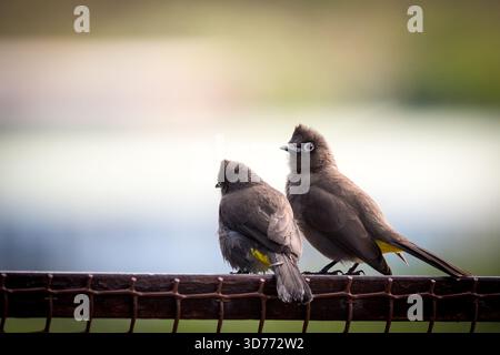 Cape Bulbul Birds (Pycnonotus capensis) paaren oder zwei in der Nähe hoch, wobei einer hinten oder hinten zeigt und die andere Seite auf oder Profil in Südafrika Stockfoto