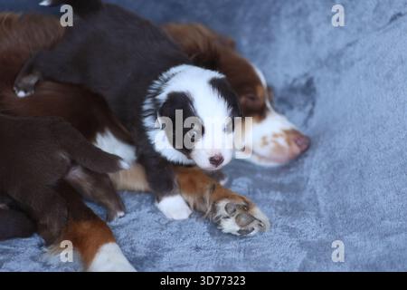 Ein kleiner Hund liegt auf einem Bett neben einem größeren Hund Stockfoto