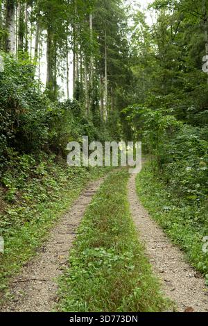 Sommerwanderweg schlängelt sich durch saftig grüne Laubwälder Stockfoto