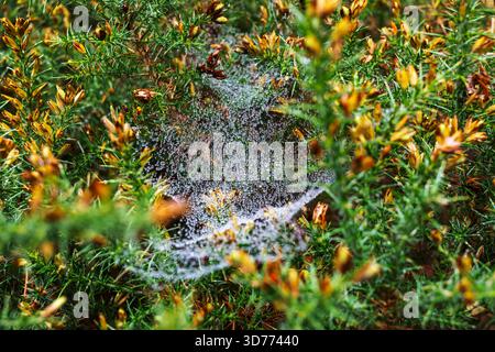 Cobweb Sutton Heath Suffolk UK Stockfoto