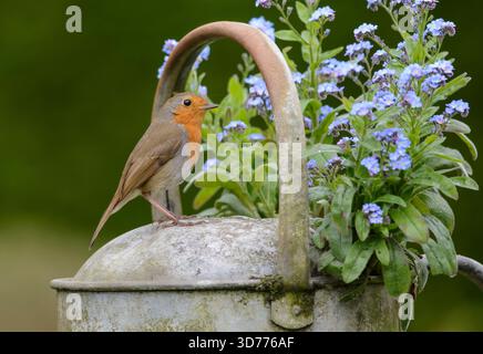 Europäischer robin Erithacus rubecula, auf alter Gießkanne als Pflanzgefäß mit blühendem Vergissmeinnot, County Durham, England, Großbritannien. Mai. Stockfoto