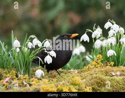 Eurasische Amsel Turdus merula, männlich in blühenden Schneeglöckchen, County Durham, England, Großbritannien, Februar. Stockfoto