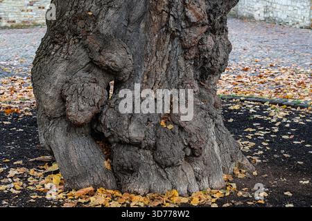 Ein großer, knorriger Baumstamm zeigt seine strukturierte Oberfläche. Um ihn herum bilden herabfallende Herbstblätter eine farbenfrohe Decke auf dem Boden, die das Meer hervorhebt Stockfoto
