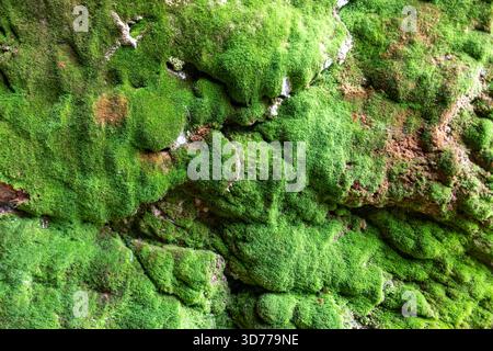 Grünes Moos wächst auf felsiger Oberfläche Stockfoto
