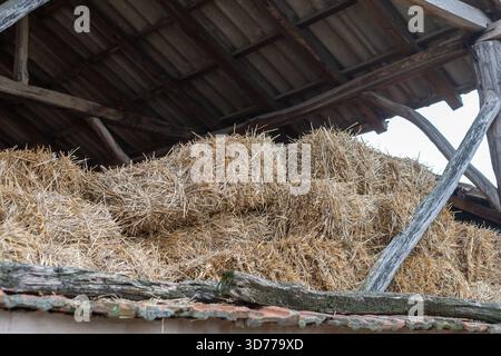 Stapelte Heuballen in einer rustikalen Scheune während der frühen Herbstsaison Stockfoto