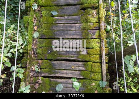 Alte moosbedeckte hölzerne Hängebrücke in einem üppigen grünen Wald Stockfoto