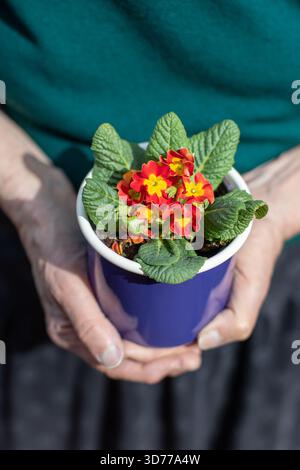 Ältere Frau, die Kerzenblumen in metallblauem Topf hält Stockfoto