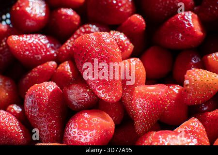 Frisch gewaschene, reife Erdbeeren, die in natürlichem Tageslicht leuchten Stockfoto