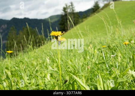 Leuchtende gelbe Löwenzahn auf einer Alpenwiese Stockfoto