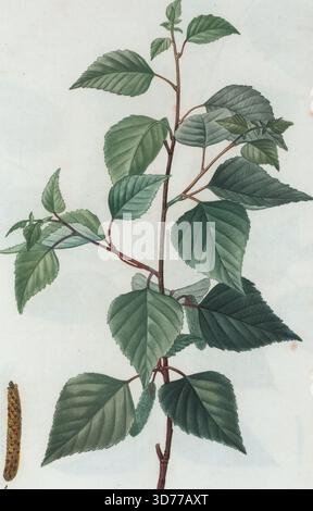 Eine botanische Illustration von Betula nigra, allgemein bekannt als Schwarze Birke, Rotbirke oder Flussbirke, erstellt von Pierre Joseph Redouté zwischen 1801 und 1819. Die Illustration zeigt den Baum und seine Blumen und zeigt die Details seiner Blätter und Rinde. Es wurde in Paris von Chez Didot aîné veröffentlicht Stockfoto