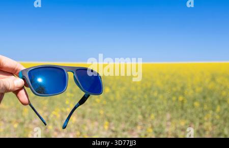 Blühendes gelbes Rapsfeld, blauer wolkenloser Himmel. Der Fokus liegt auf Sonnenbrillen, Sonnenspiegelung in ihnen. Landwirtschaft, Biotechnologie, Lebensmittelindustrie, al Stockfoto