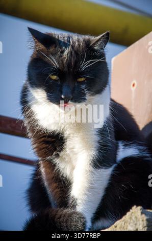 Die lustige Schwarze und Weiße Katze, die ihre Zunge in hellem Sonnenlicht rausstreckt Stockfoto