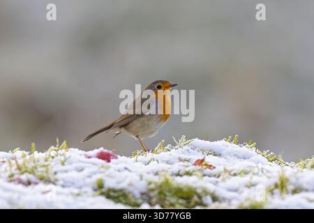 Europäischer Robin (Erithacus rubecula) Erwachsenennahmehilfe in schneebedeckter Winterlandschaft, Baden-Württemberg, Deutschland Stockfoto