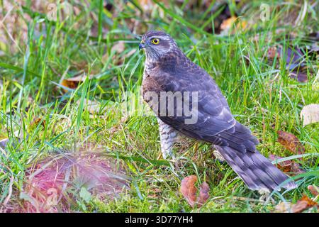 Eurasischer Sparrowhawk (Accipiter nisus) weibliche Nahaufnahme im Grasland, Baden-Württemberg, Deutschland Stockfoto
