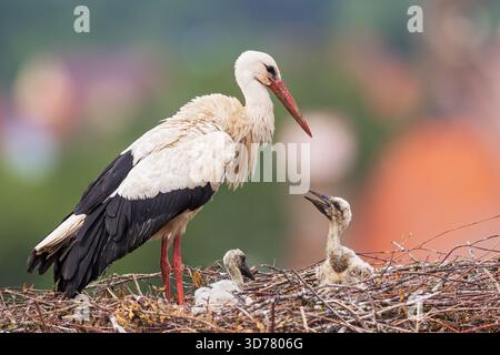 Weißstorch (Ciconia ciconia), Erwachsener mit zwei frisch geschlüpften Küken im Storchennest, Bayern, Deutschland Stockfoto
