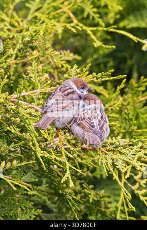 Passer montanus zwei frisch geflüchtete Jungvögel schmiegen sich in der Hecke, Baden-Württemberg Stockfoto