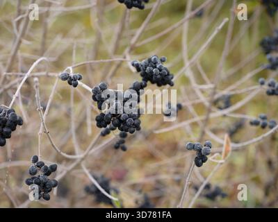 Eine Nahaufnahme von Gruppen schwarzer Traubenbeeren, bedeckt mit weißem Raureif an einem kalten Wintertag. Stockfoto
