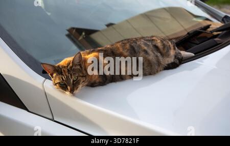 Eine Katze liegt auf der Motorhaube eines geparkten weißen Autos und genießt die warme Nachmittagssonne. Das Fahrzeug befindet sich in einer ruhigen Wohngegend, umgeben von Häusern A Stockfoto