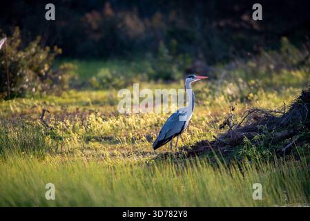 Graureiher (Ardea cinerea) auf der Suche in einem kleinen Sumpf. Stockfoto