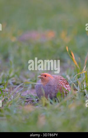 Rebhuhn (Perdix perdix) versteckt sich im ersten Morgenlicht in einem Getreidefeld. Stockfoto