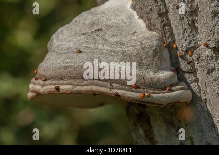 Pilze wachsen auf Rinde von alten Bäumen im grünen Wald. Die Sonne scheint durch die Blätter und schafft eine friedliche Atmosphäre. Invasion asiatischer Marienkäfer. Bas Rhin, Elsass, Frankreich, Europa. Stockfoto