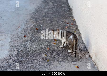 Eine Tabbykatze, die auf einer Betonterrasse steht Stockfoto