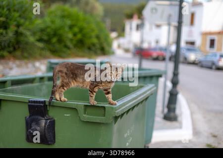Tabby-Katze steht auf grünem Recyclingbehälter in Wohngegend Stockfoto