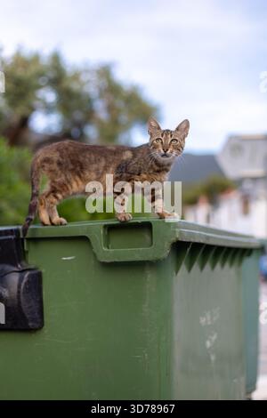 Tabby-Katze steht auf grünem Recyclingbehälter in Wohngegend Stockfoto