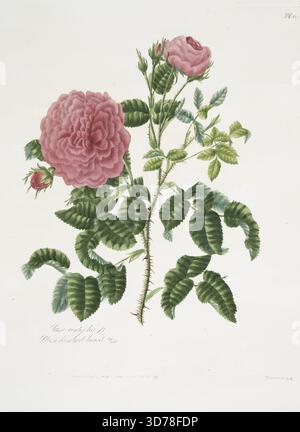 Rosa centifolia, bekannt als Blush Hundred Laub Rose oder Kohl Rose., 1799., London. Verleger, Miss Lawrance. Blätter, Blumen, Botanik, Rosen, Radierungen., 33 x 28 cm Stockfoto