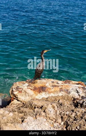 Wilder Kormoran auf strukturiertem Felsen am türkisblauen Meerwasser, das am sonnigen Tag auf Beute wartet. Stockfoto