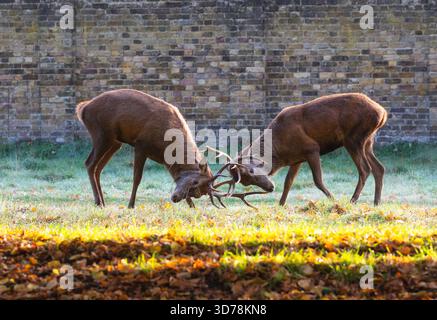 Zwei Rotwild kämpfen während der Brunstsaison im Bushy Park, London, England Stockfoto