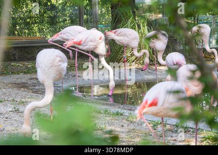 Eine Schar blassrosafarbener Flamingos sammelt sich am Rand eines flachen Pools, umgeben von üppig grünem Laub in ihrem Gehege, um sich zu ernähren und zu trinken. Stockfoto
