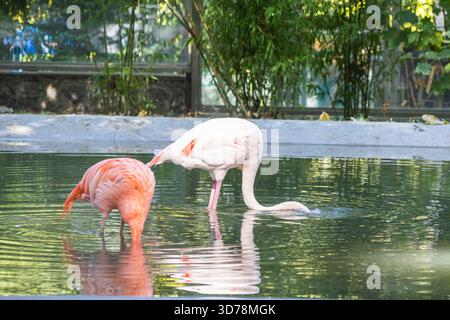 Zwei Flamingos, eine leuchtend orange und eine weiße, ernähren sich in einem Pool aus klarem Wasser und zeigen ihren Kontrast in Farbe und Haltung in einem Gehege. Stockfoto