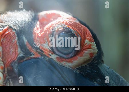Extrem Nahaufnahme eines Vogelauges mit auffälligen langen Wimpern und leuchtend orange-schwarz gemusterter Haut um die Iris. Stockfoto