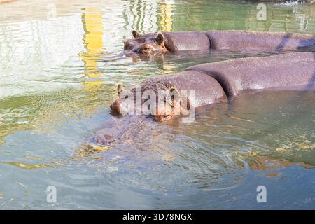 Zwei große Flusspferde (Hippopotamus amphibius) sind teilweise in das Wasser getaucht und blicken auf die Kamera. Stockfoto