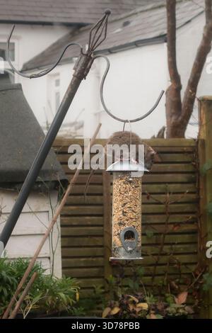 Eine junge braune Ratte (Rattus norvegicus oder gewöhnliche Ratte) auf einem Futterhäuschen in einem Vorstadtgarten (UK) Stockfoto