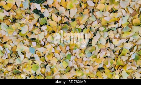 Gefallene Ginkgoblätter in sanften gelben Herbsttönen Stockfoto